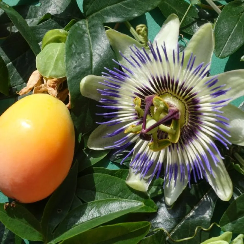 Passiokukka Passiflora caerulea – sininen