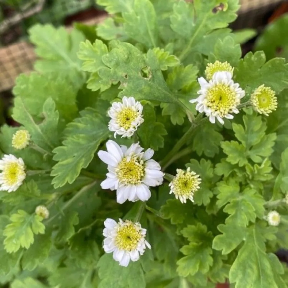Reunuspäivänkakkara Tanacetum parthenium