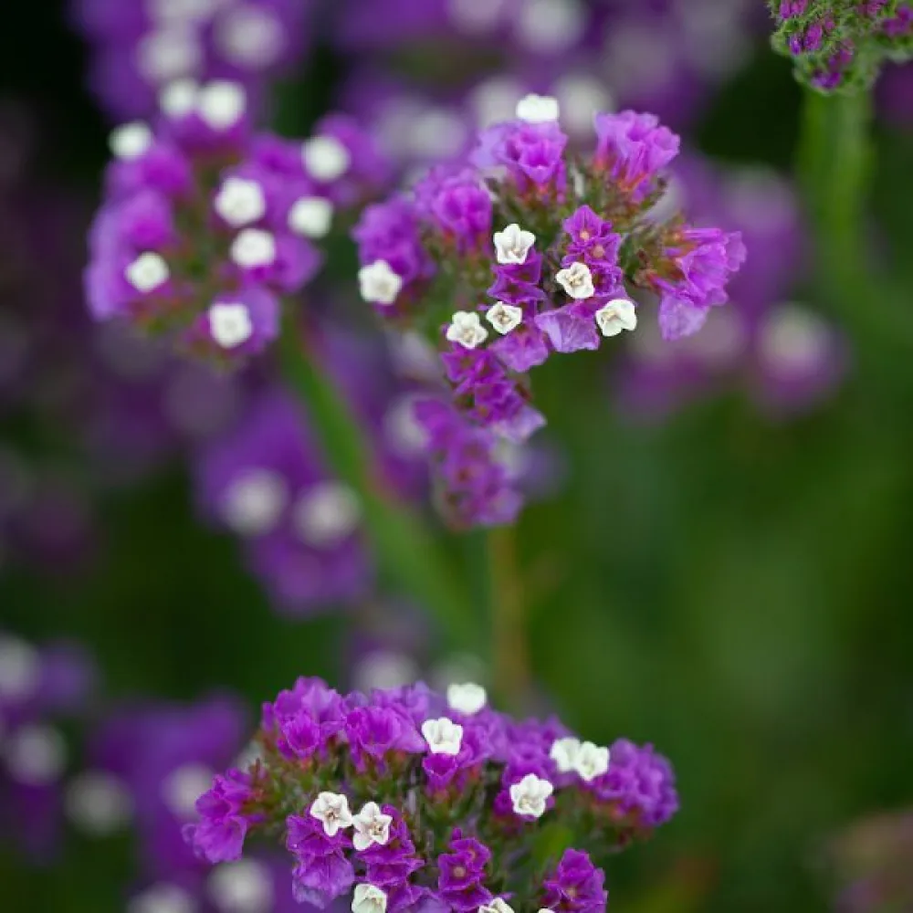 Limonium sinuatum – purppura