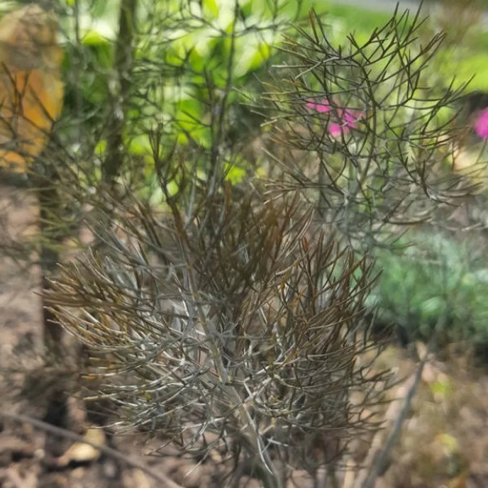 Fenkoli, aromaattiset lehdet