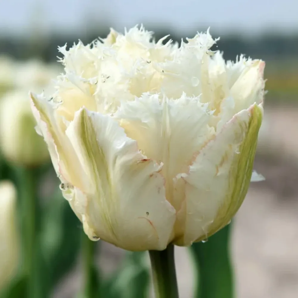 Tulppaani 'Noordeinde'