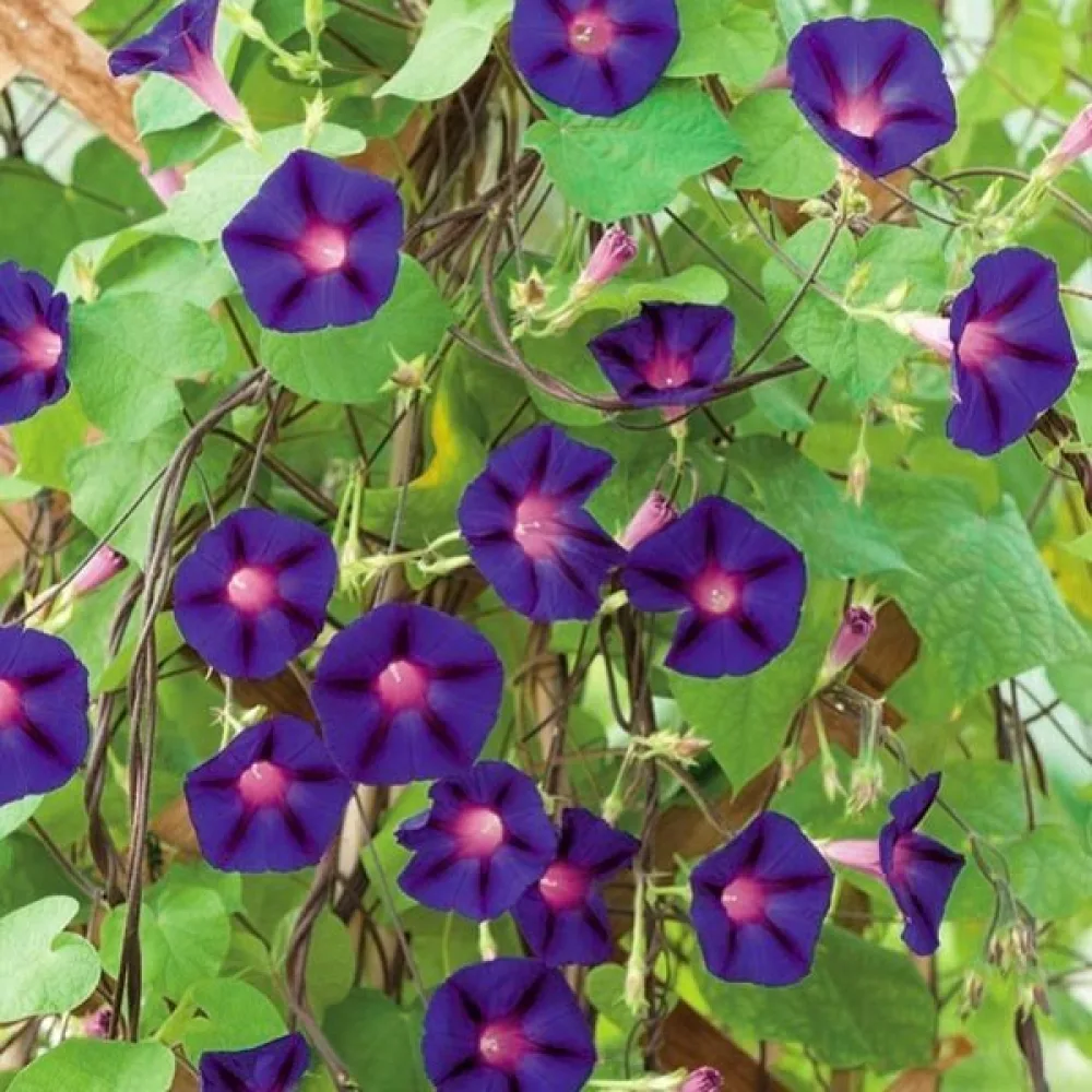 Elämänlanka 'Feringa' – violetti
