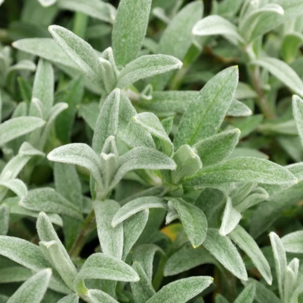 Hopeahärkki Cerastium tomentosum, valkoinen