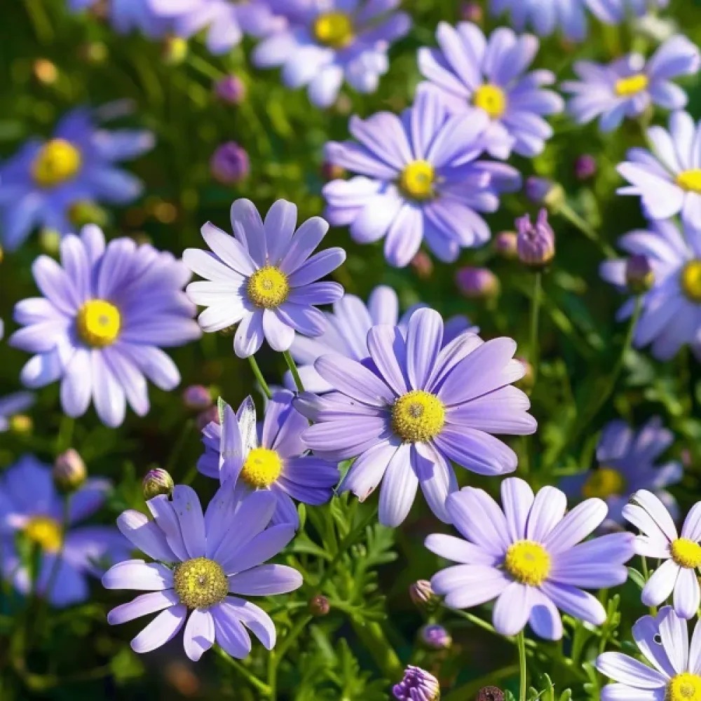 Brachyscome 'Blue Splendour'