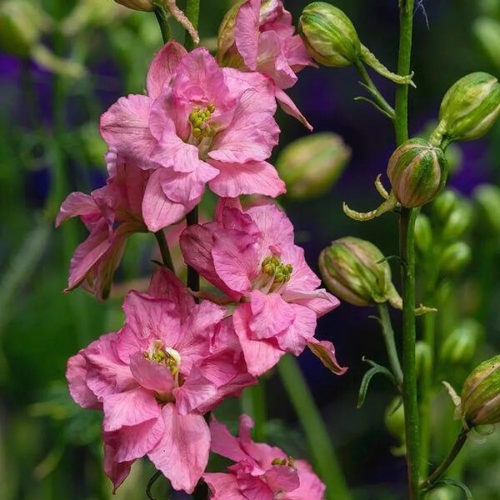 Kesäkukonkannus 'Pink Queen' – vaaleanpunainen