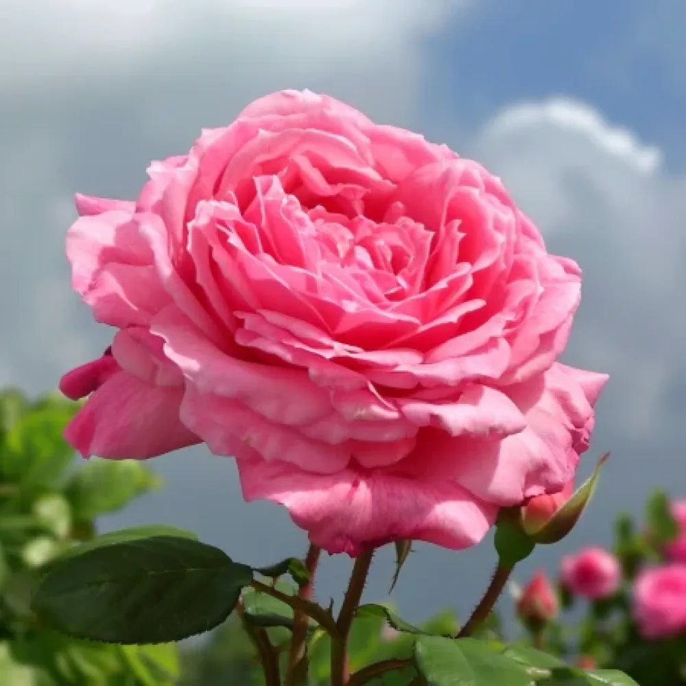 Ruusu 'Lumina' – paljasjuurinen
