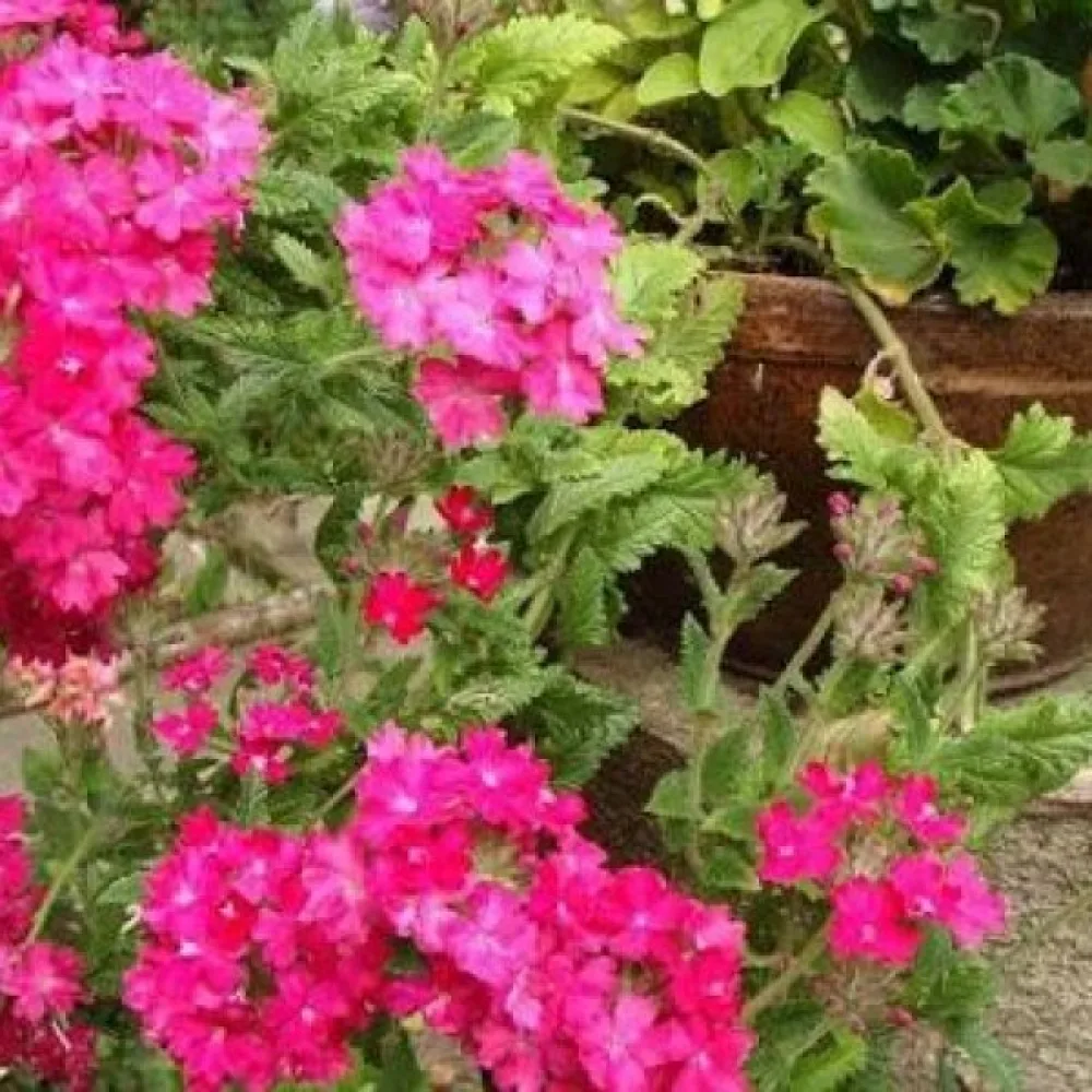 Tarhaverbena, magenta