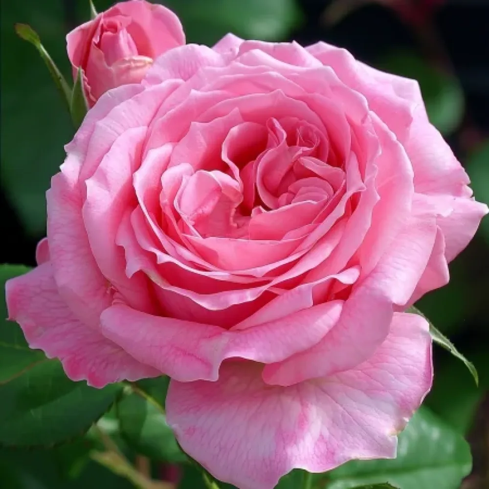 Ruusu 'Eternal Princess' – paljasjuurinen