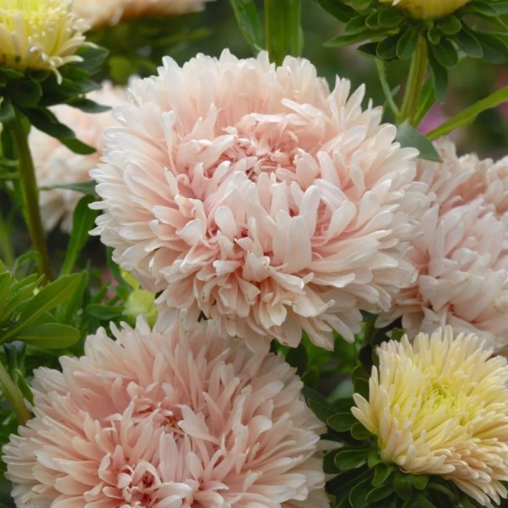 Kesäasteri 'Apollonia' – beige
