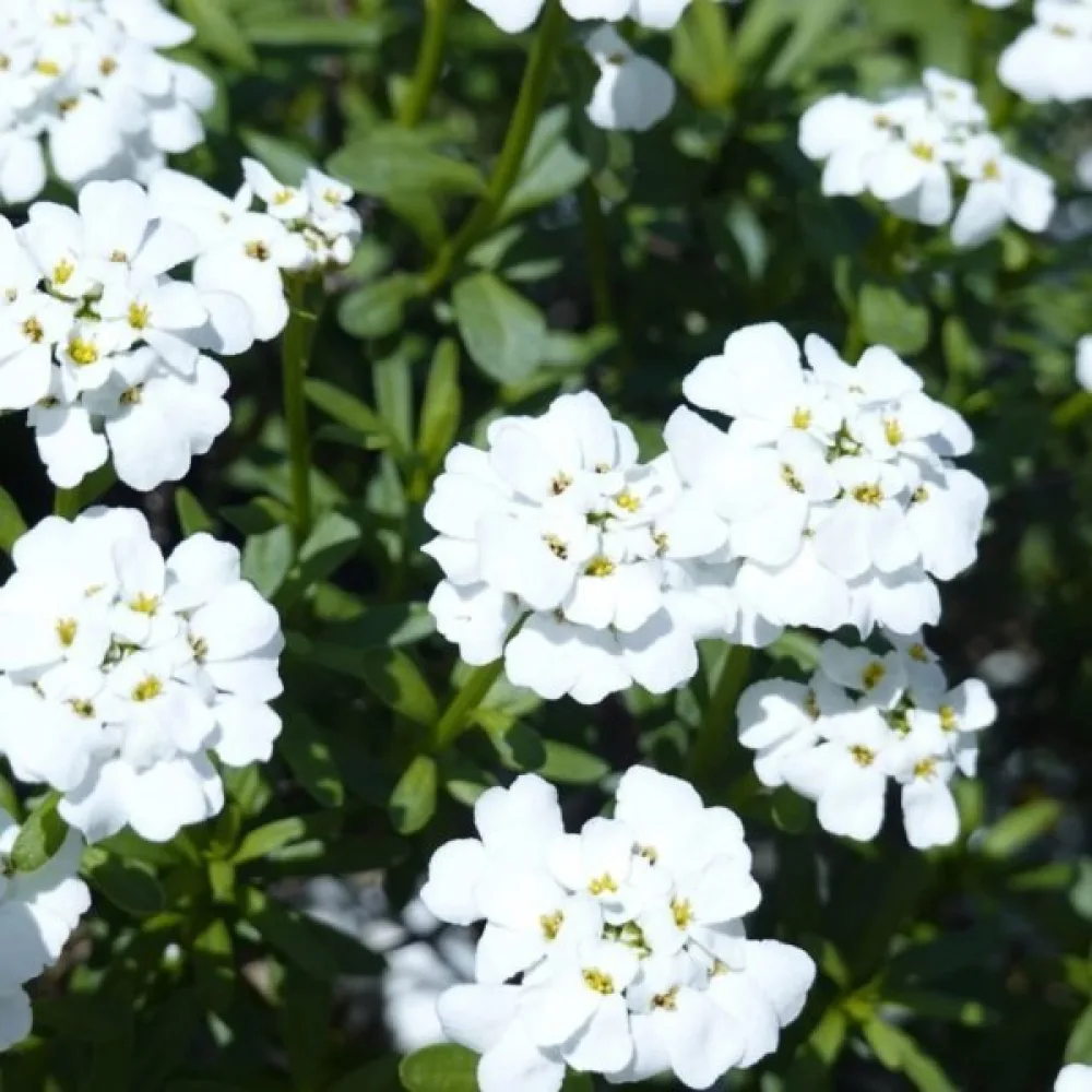 Iberis 'Empress' – valkoinen