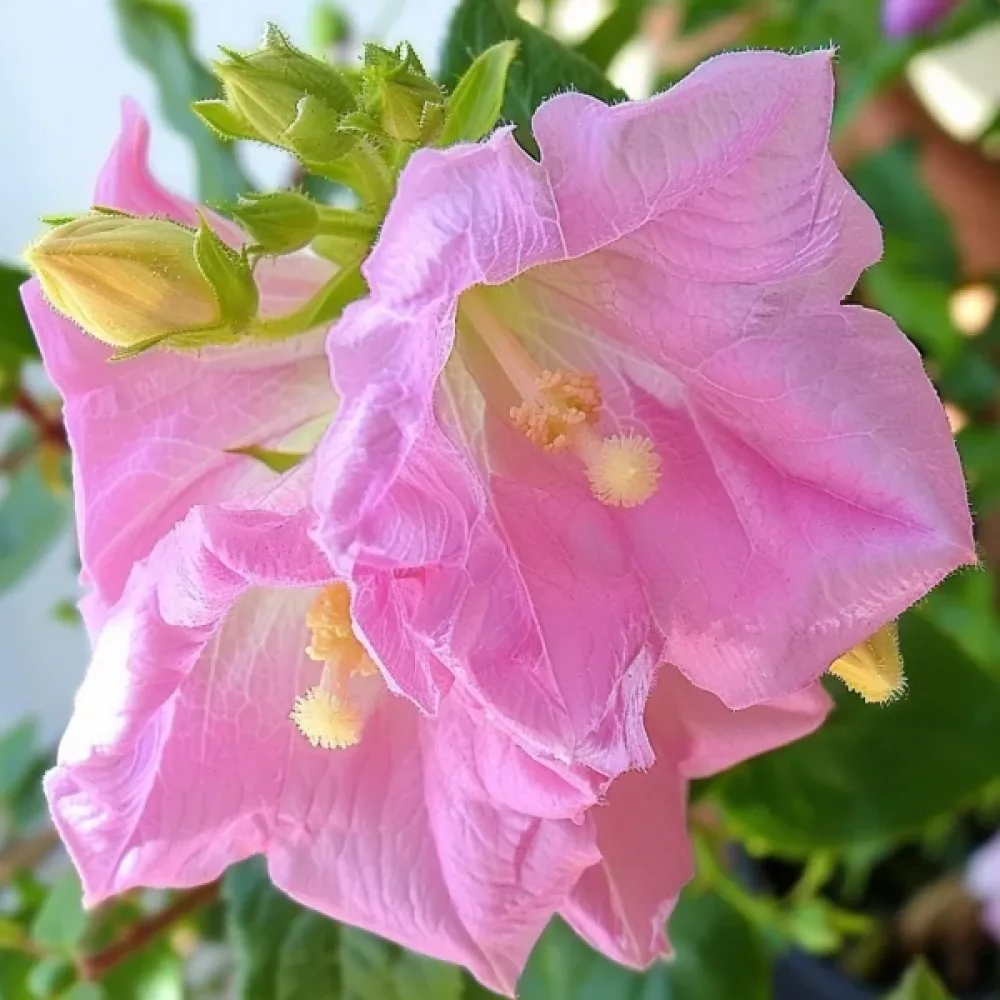 Kesäkello Campanula medium – karmiininroosa
