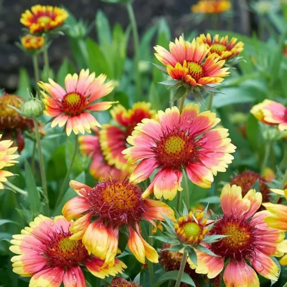 Kokardikukka Gaillardia pulchella, yksinkertainen, sekoitus