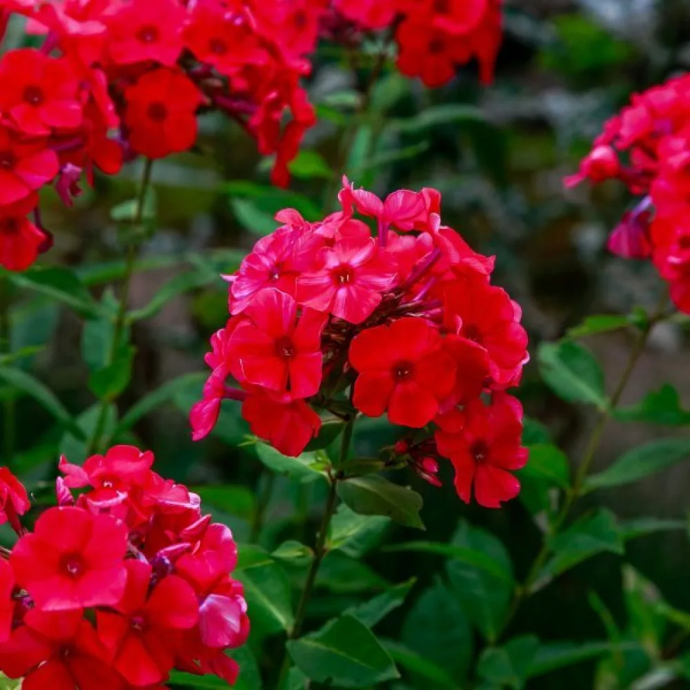 Kesäleimu 'Beauty Scarlet'