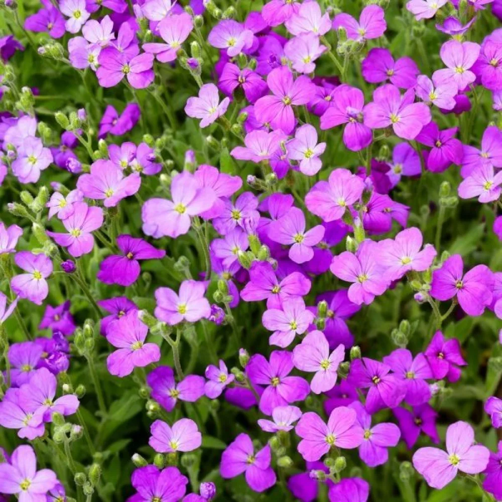 Aubrietia – sekoitus