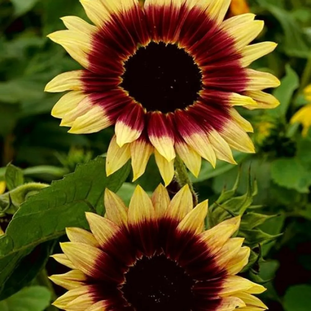 Auringonkukka 'Floren'