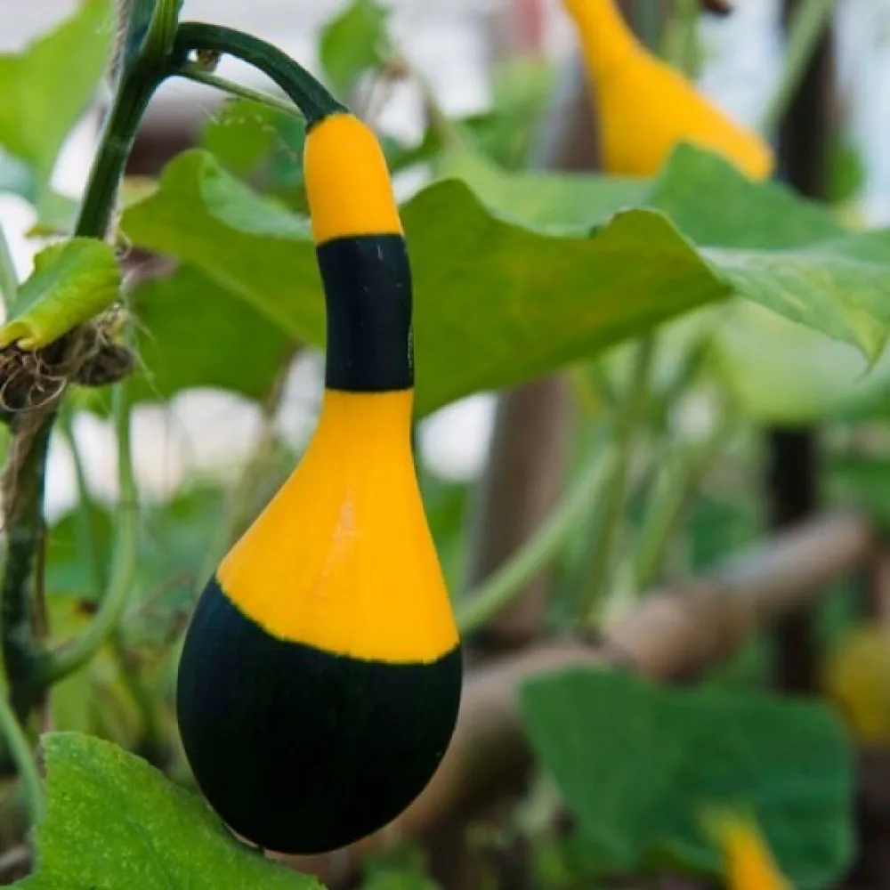 Kurpitsa 'Koshare Yellow'
