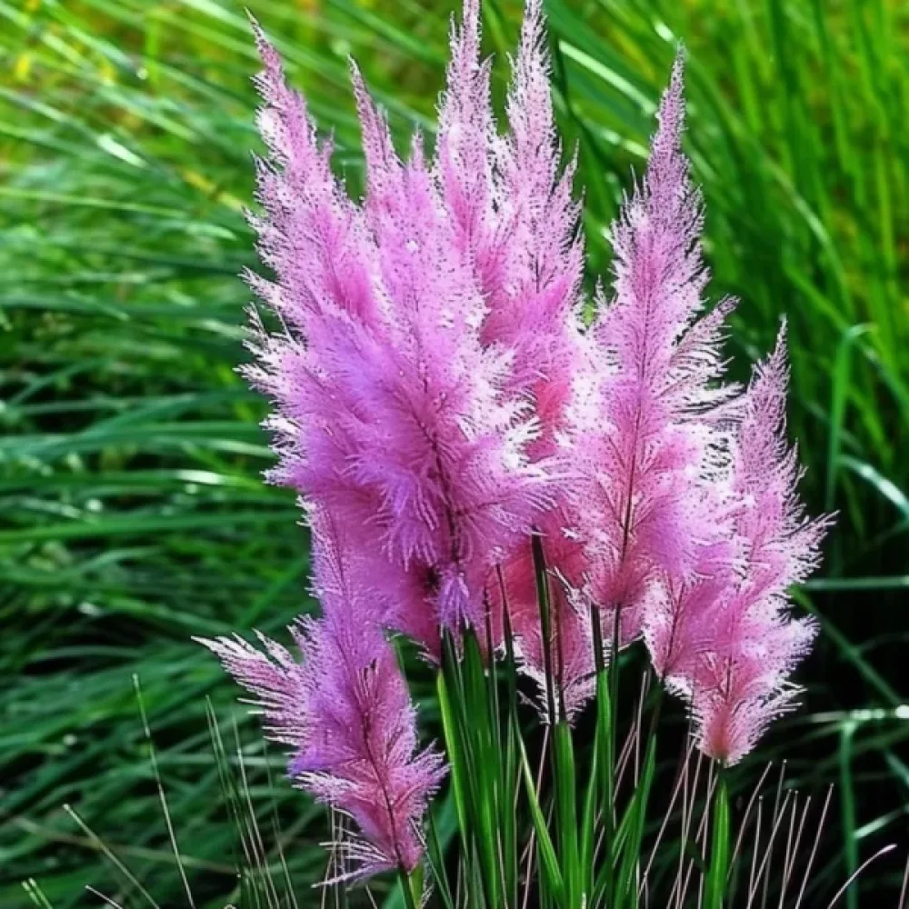 Pampaanruoho 'Pampas Plume' vaaleanpunainen