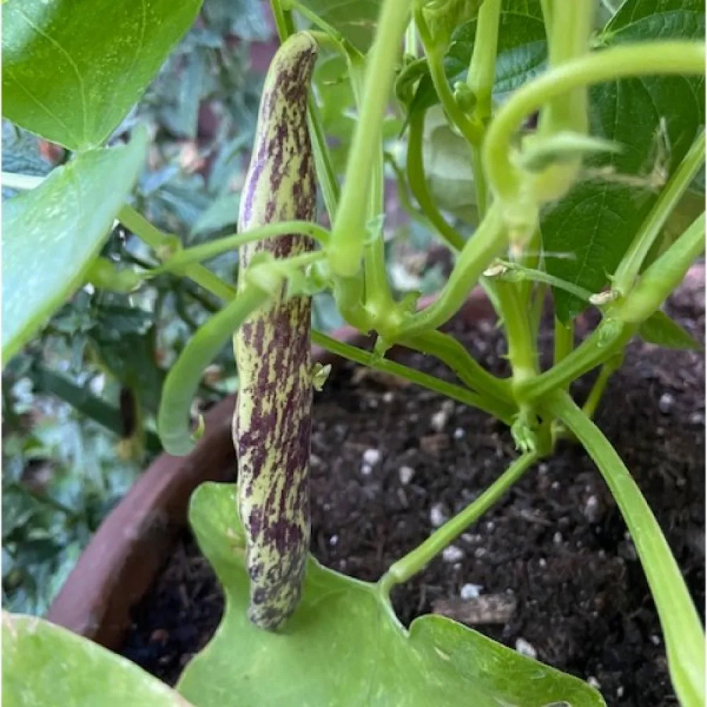Tarhapapu 'Merveille de Piemonte'