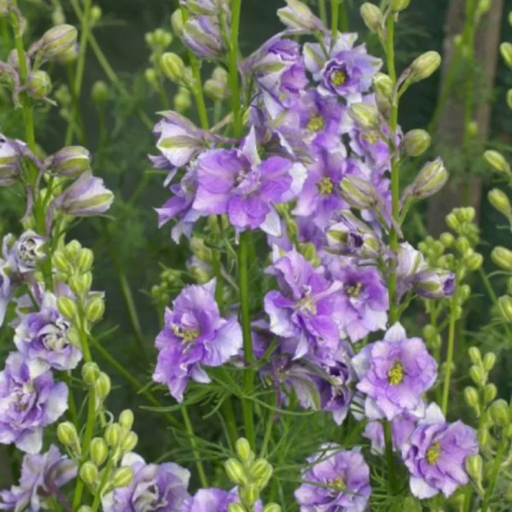 Kesäkukonkannus 'Lilac Spire' – lila