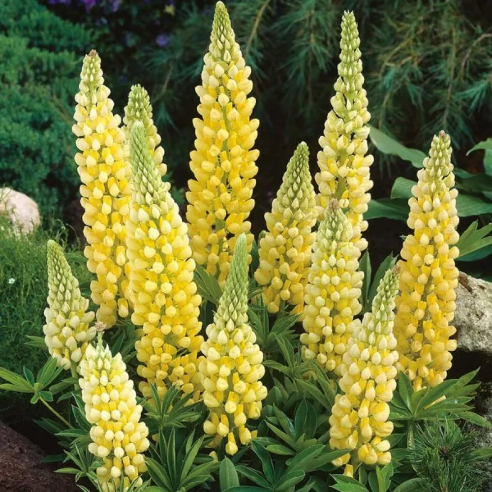Komealupiini Lupinus polyphyllus, keltainen