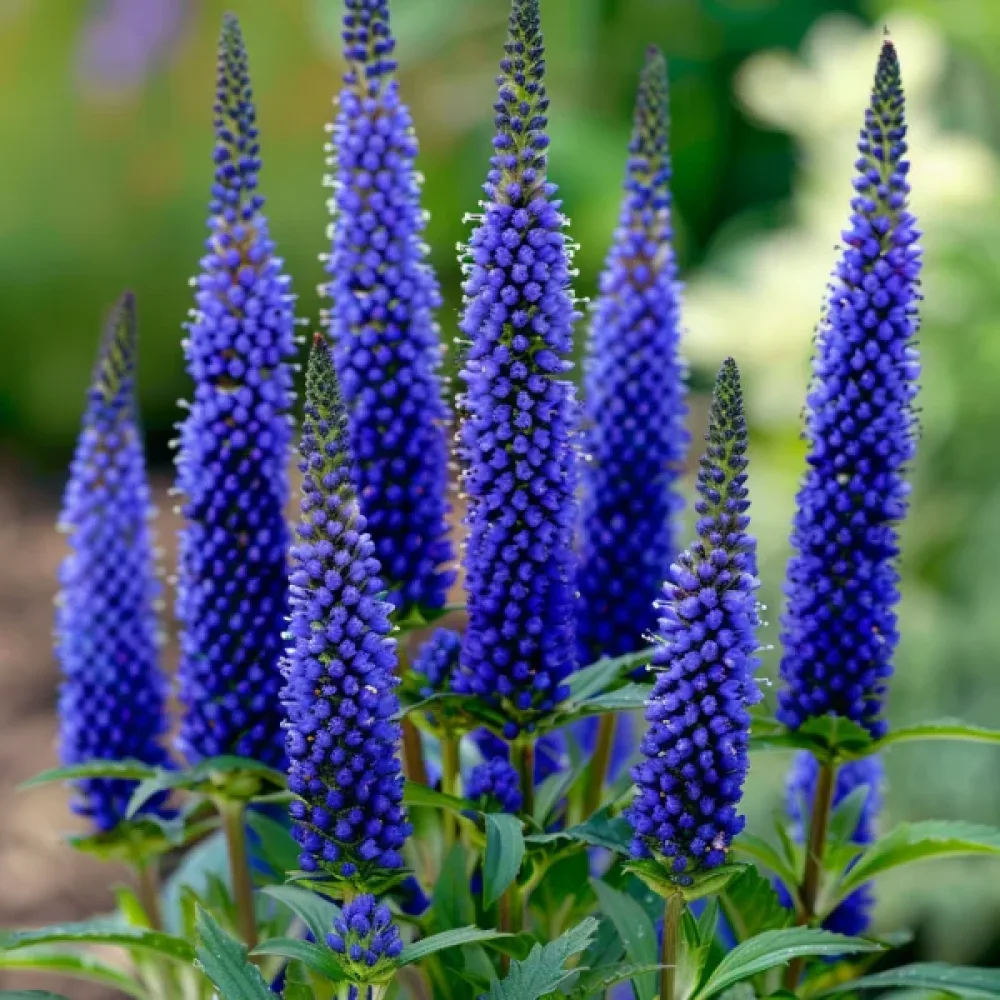 Tähkätädyke 'Blue Shades'