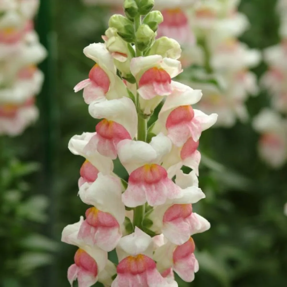 Leijonankita 'Appleblossom'