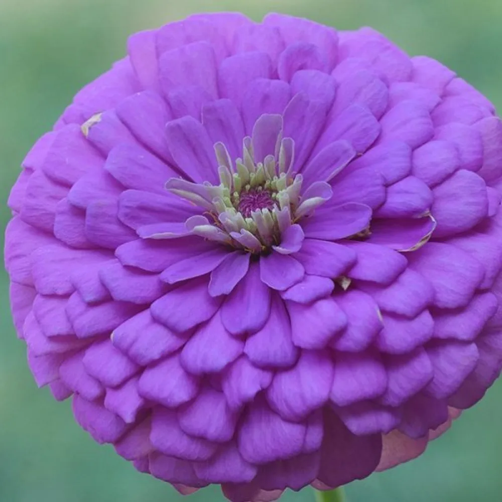 Tsinnia 'Super Yoga Purple'