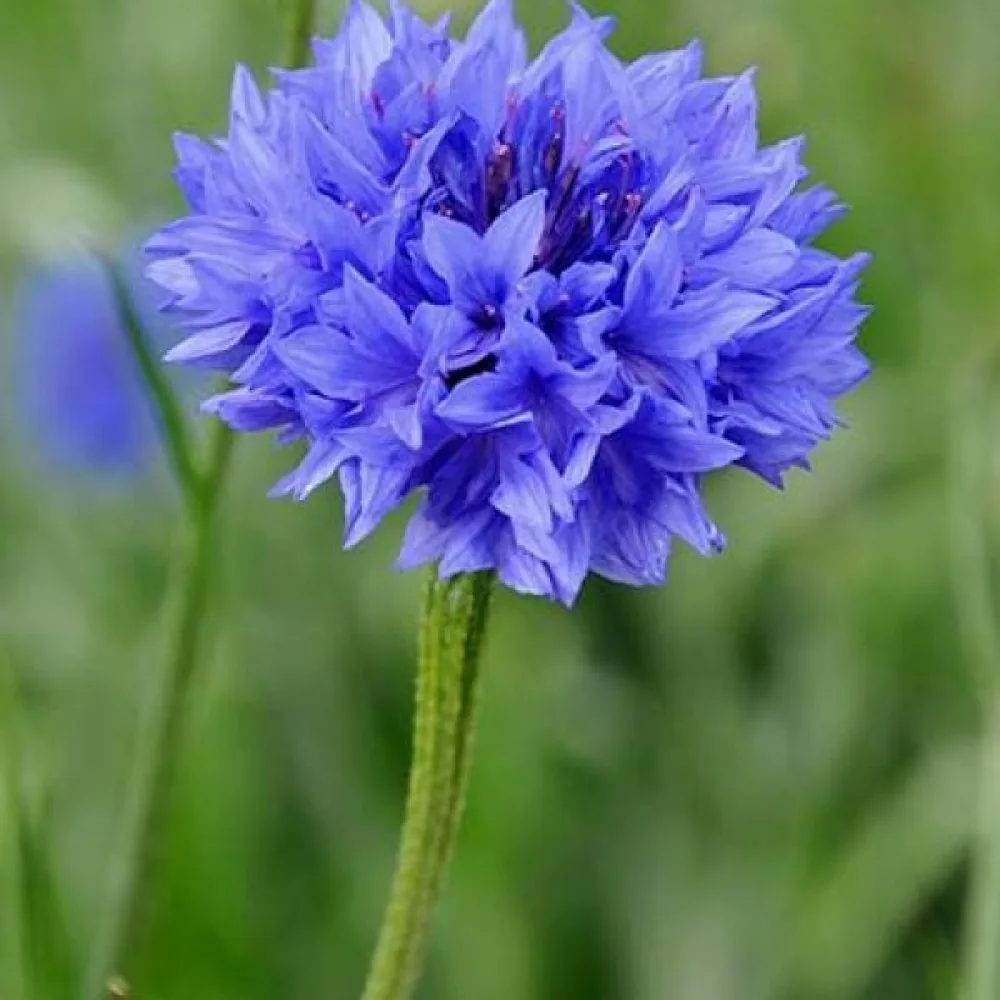 Ruiskaunokki 'Blue Diadem', sininen