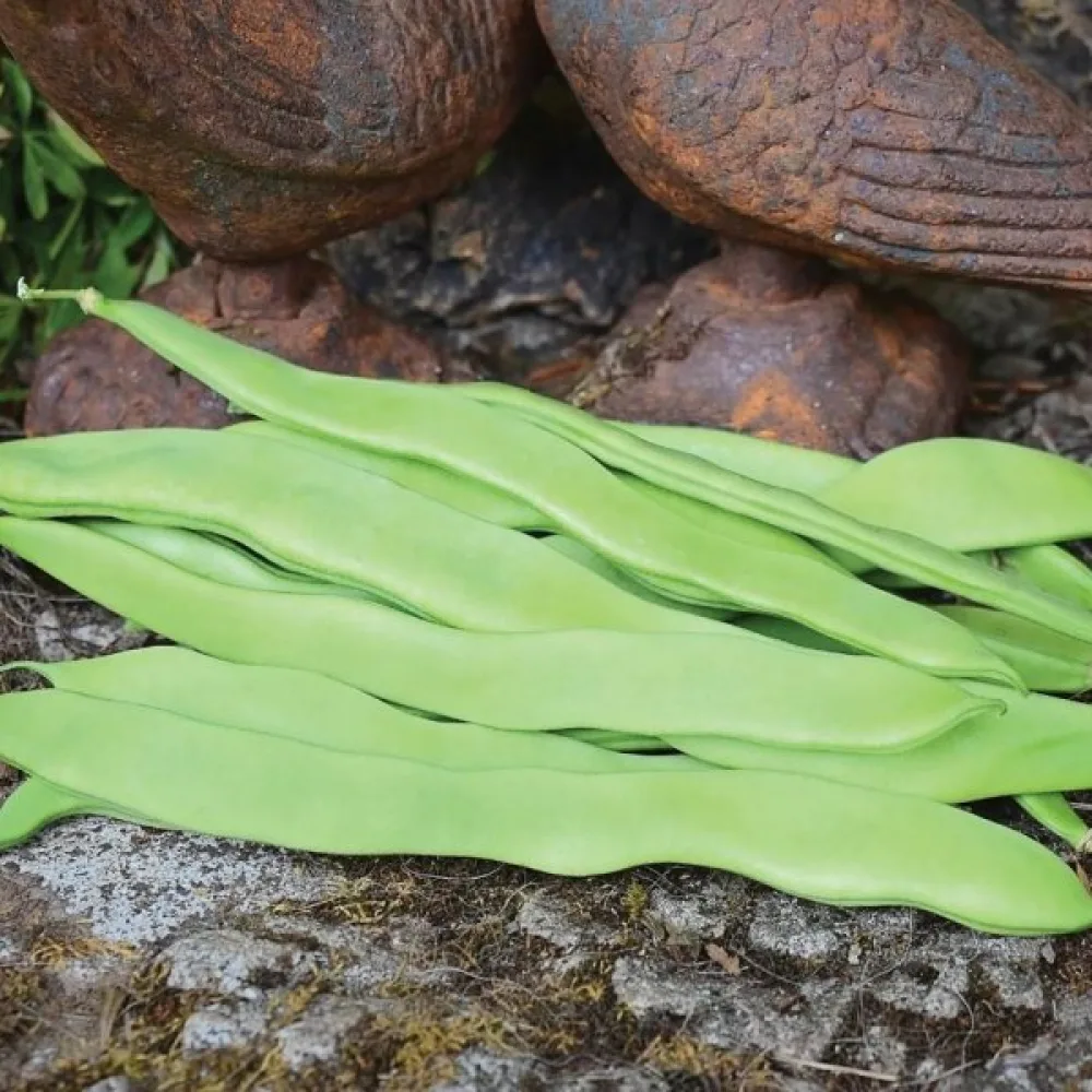 Salkopapu 'Hilda'