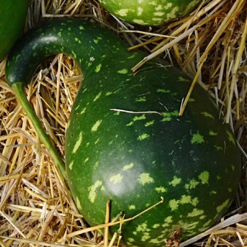 Pullokurpitsa 'Cobra'