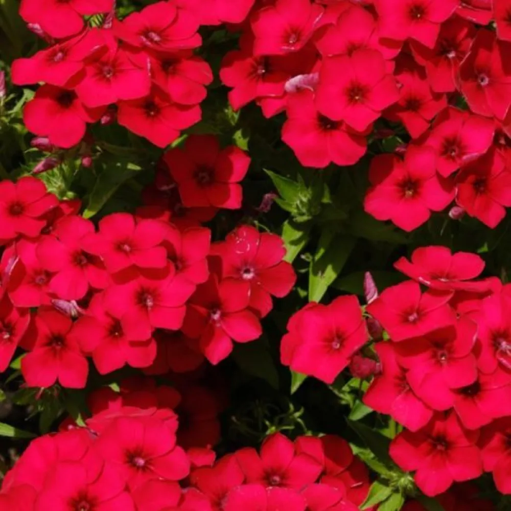 Kesäleimu 'Beauty Scarlet'