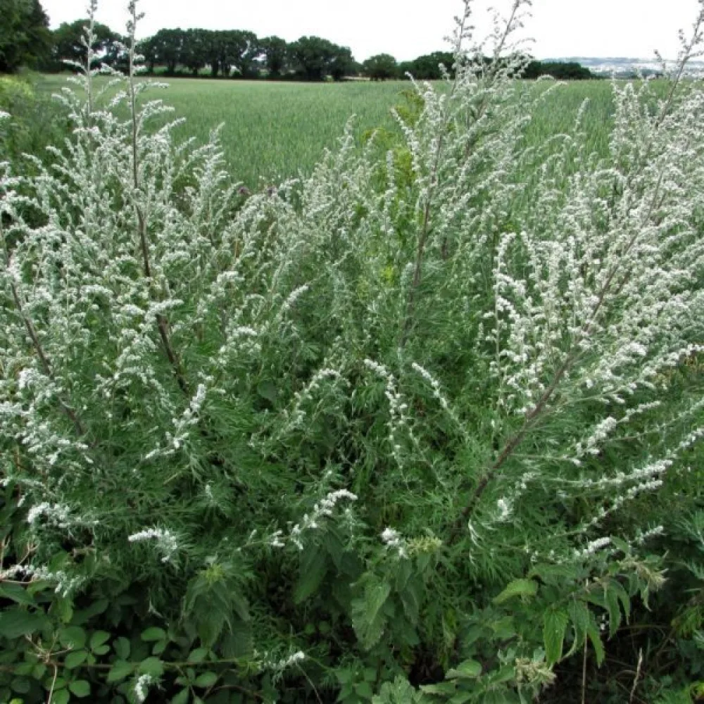 Pujo Artemisia vulgaris