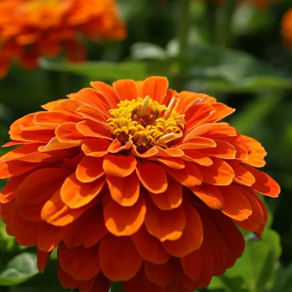 Tsinnia 'Super Yoga Orange'