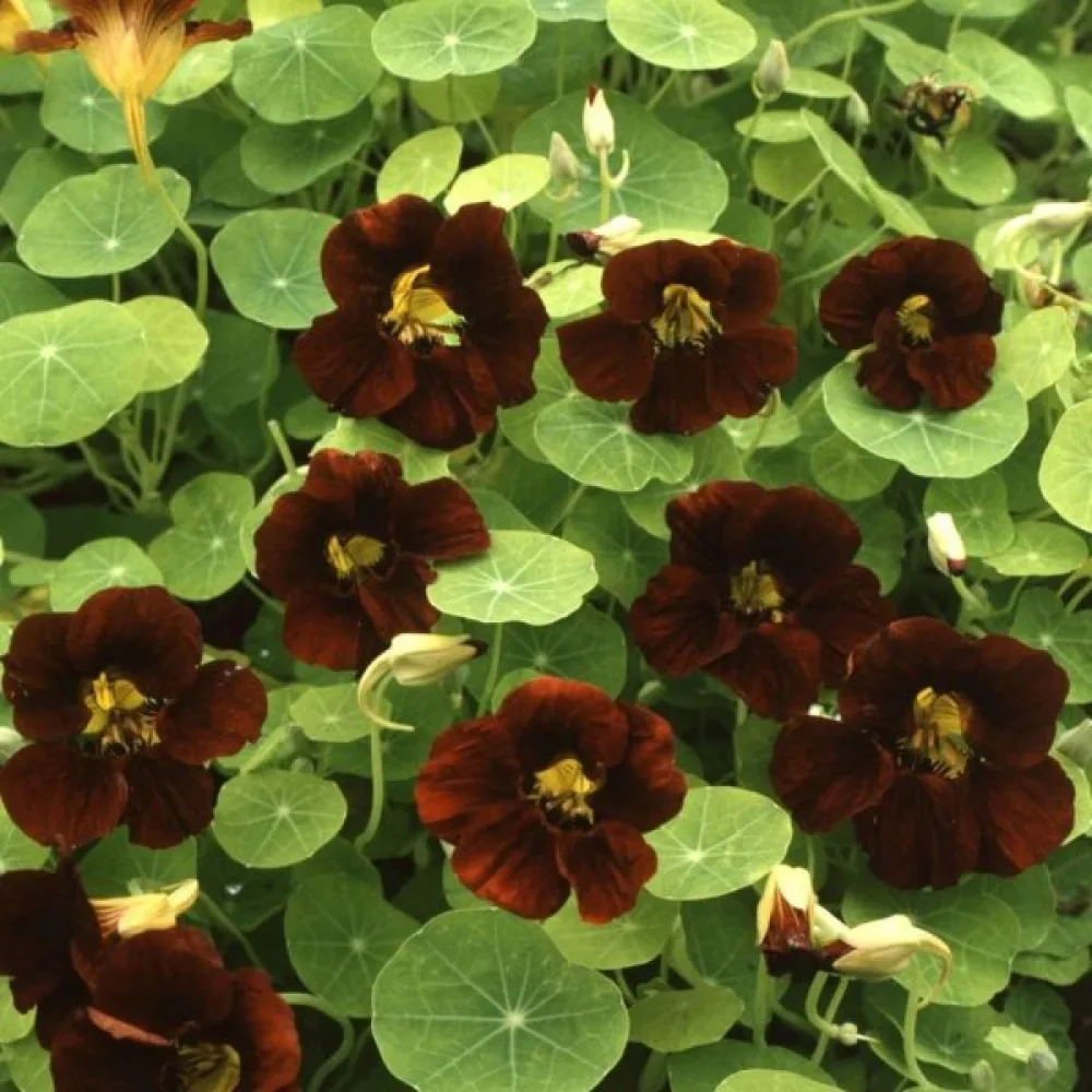 Köynnöskrassi 'Black Velvet'
