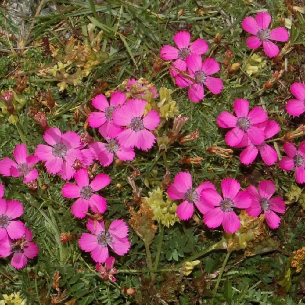 Neilikka Dianthus pavonius – purppuranpunainen