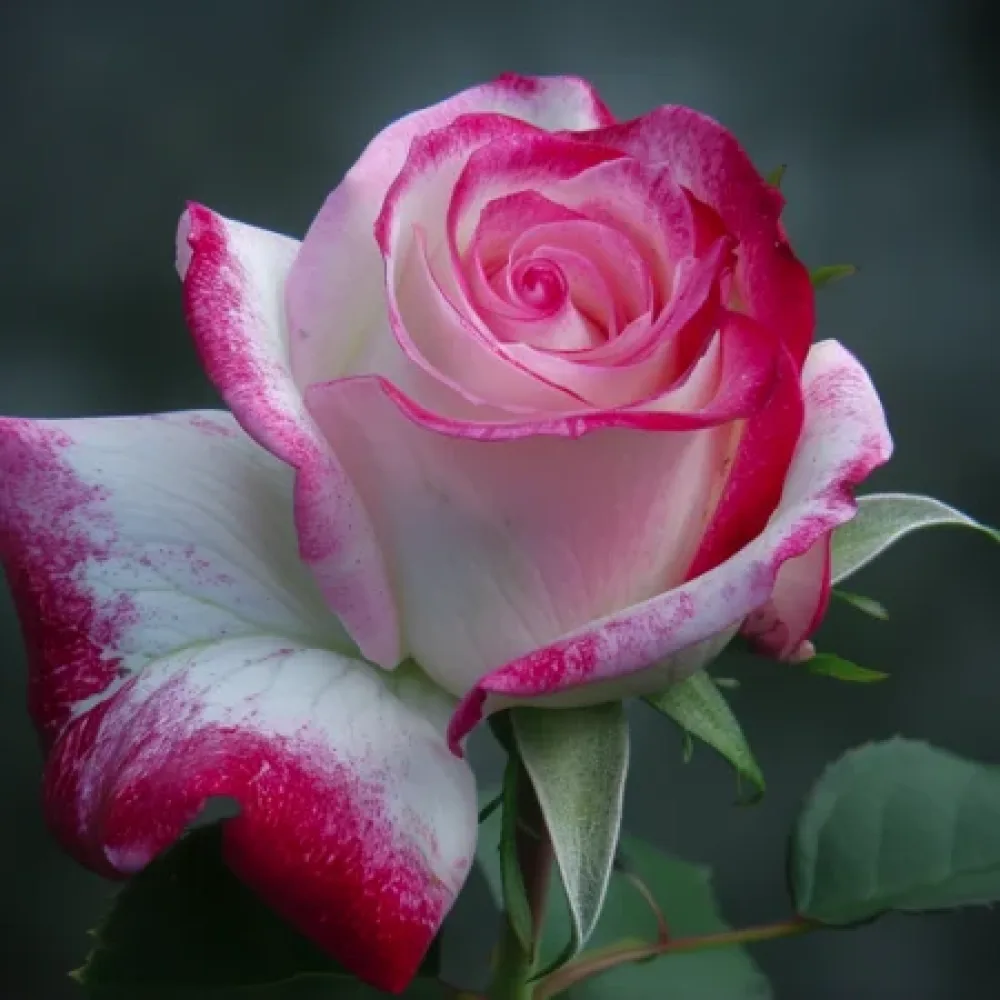 Ruusu 'Heavens Flower' – paljasjuurinen