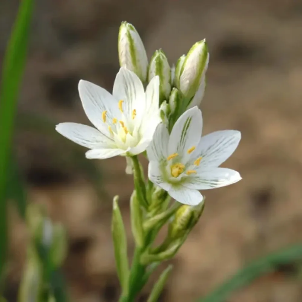 Linnunmaito 'Balansae'