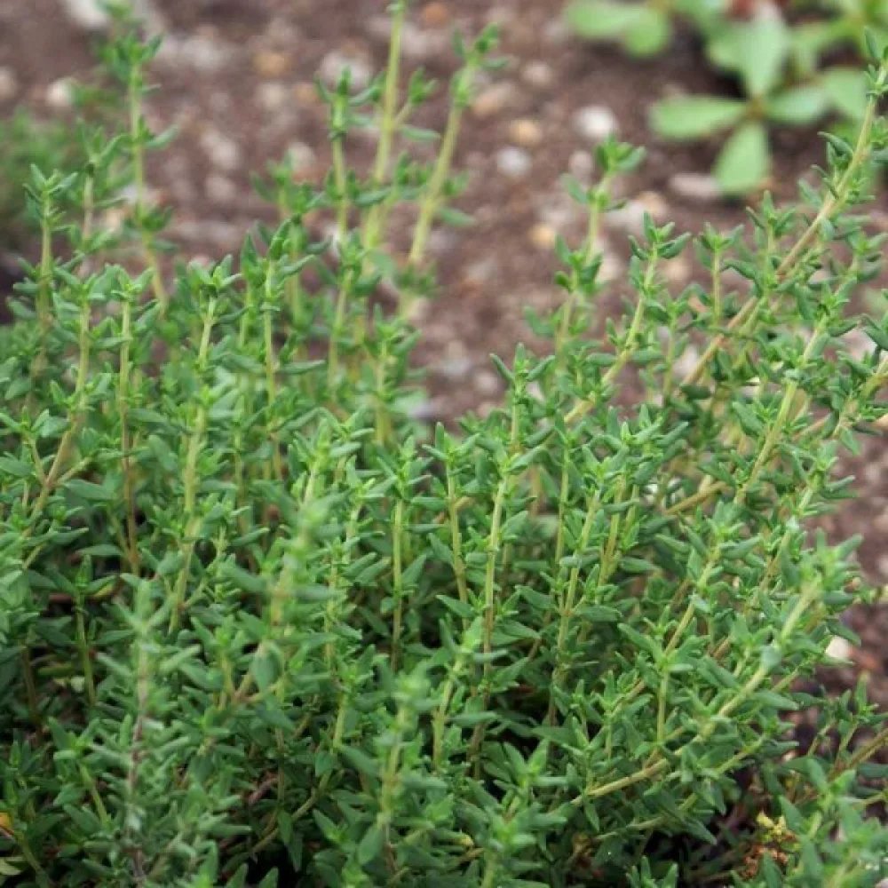 Timjami Thymus vulgaris