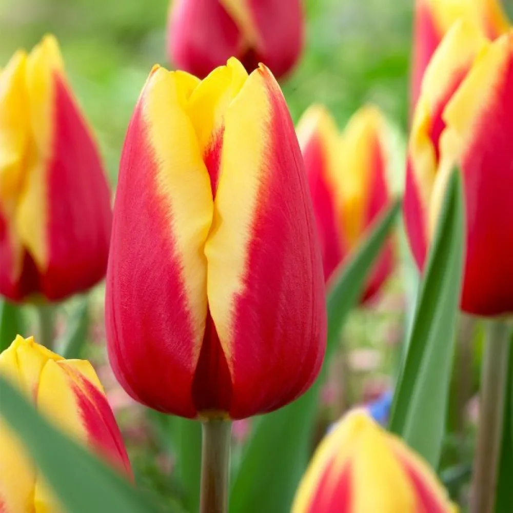 Tulppaani 'JAN SEIGNETTE'