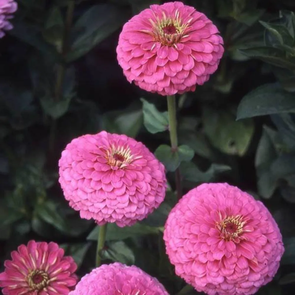 Tsinnia 'Miss Willmott'