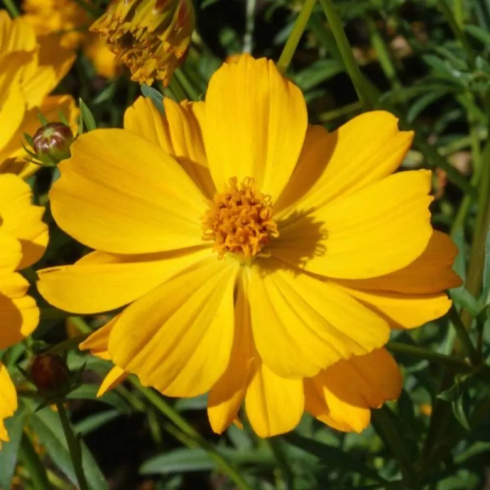 Keltakosmoskukka 'Goldencrest'