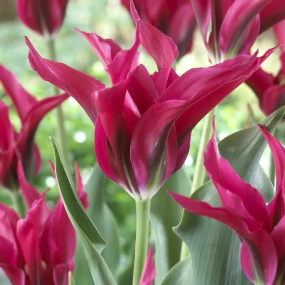 Tulppaani 'Dolls minuet'