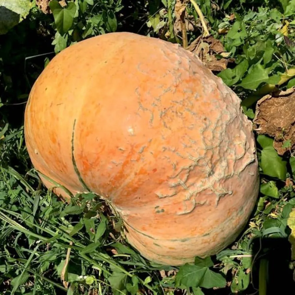 Kurpitsa 'Quintale'