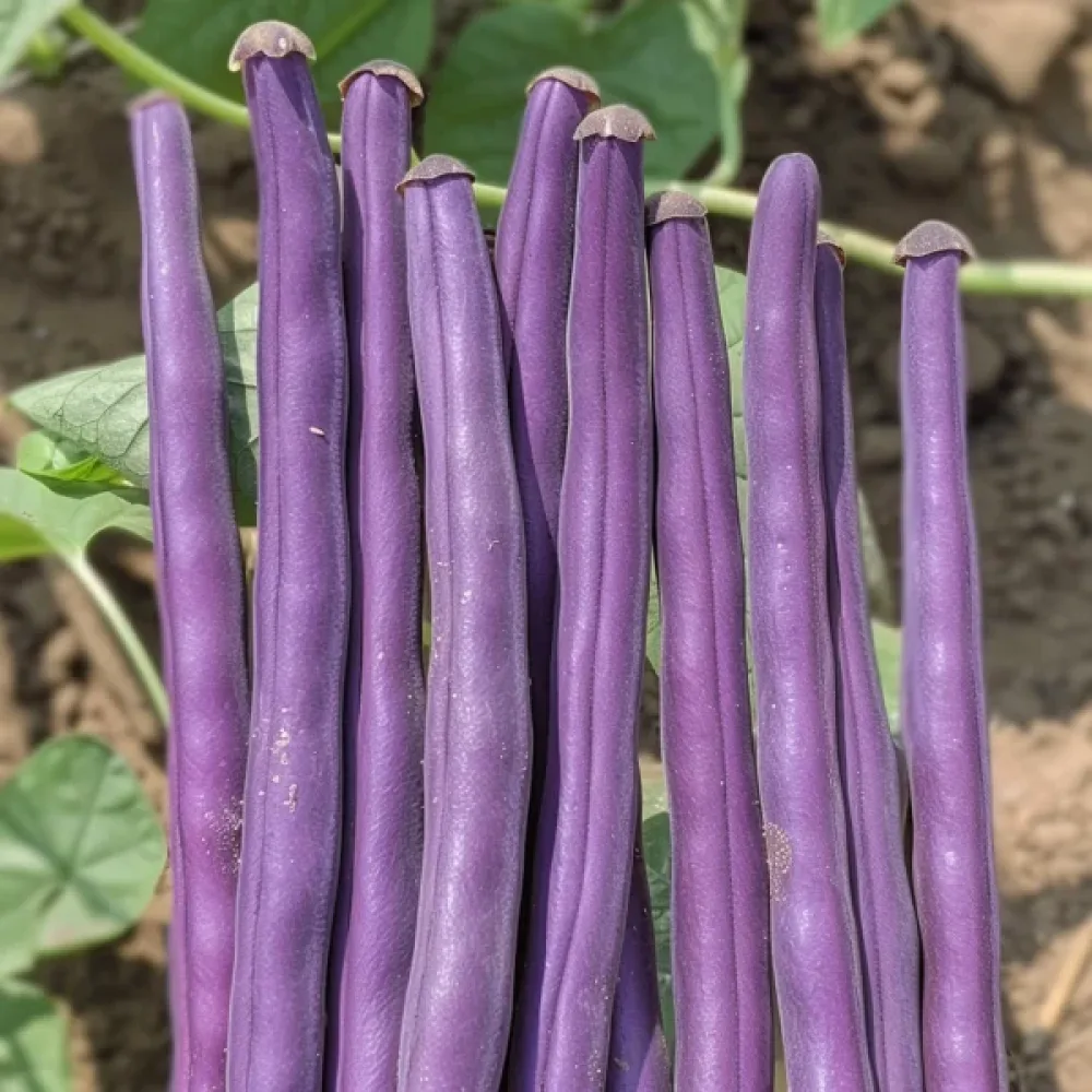 Tarhapapu 'Purple Teepee'