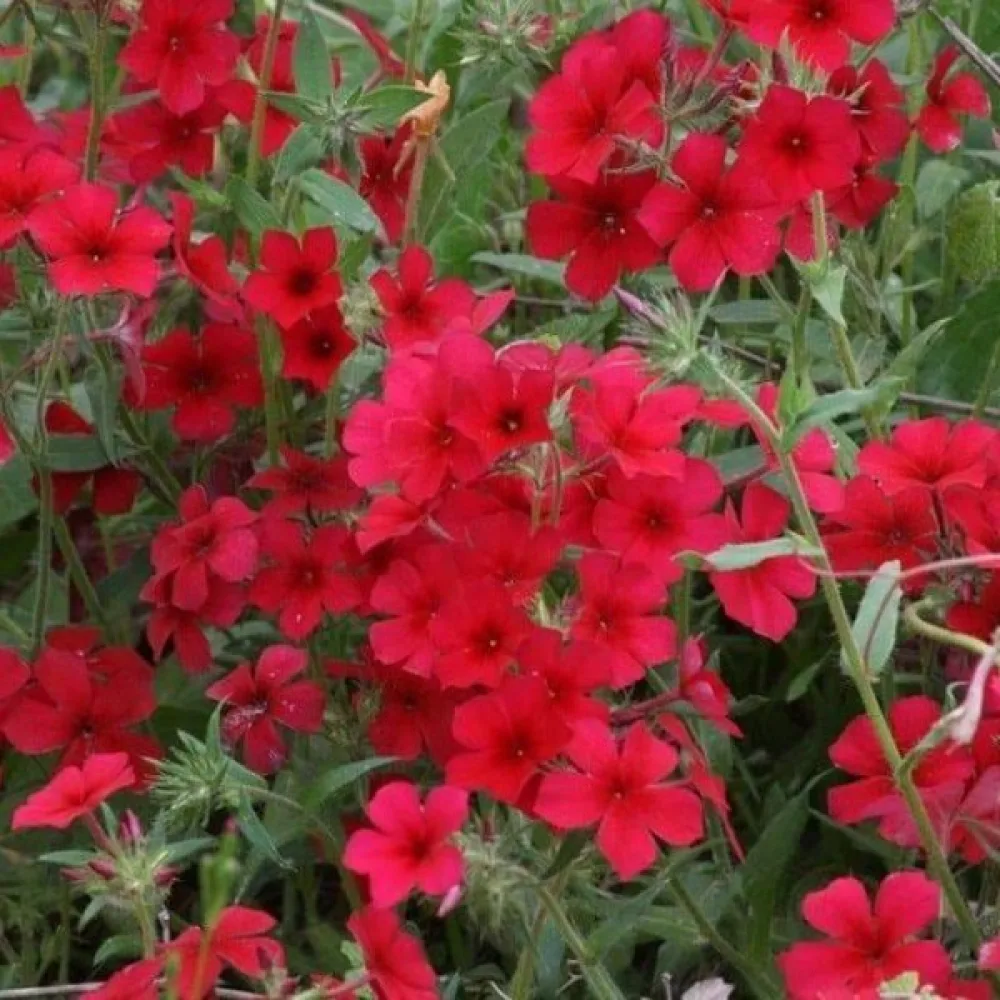 Kesäleimu 'Beauty Scarlet'