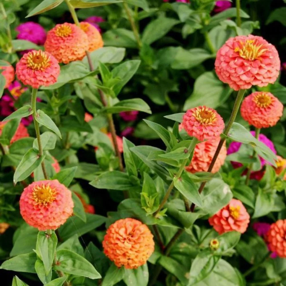 Tarhatsinnia 'Salmon Gem'
