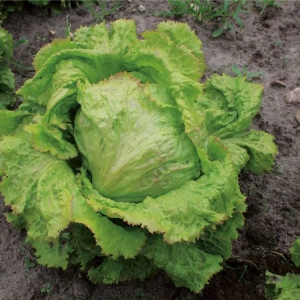 Jäävuorisalaatti 'Iceberg 2'