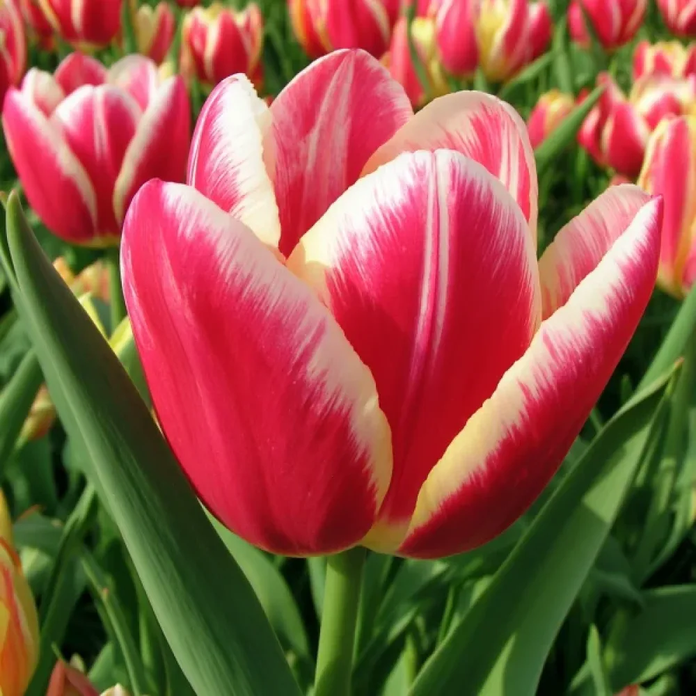Tulppaani 'One Love'