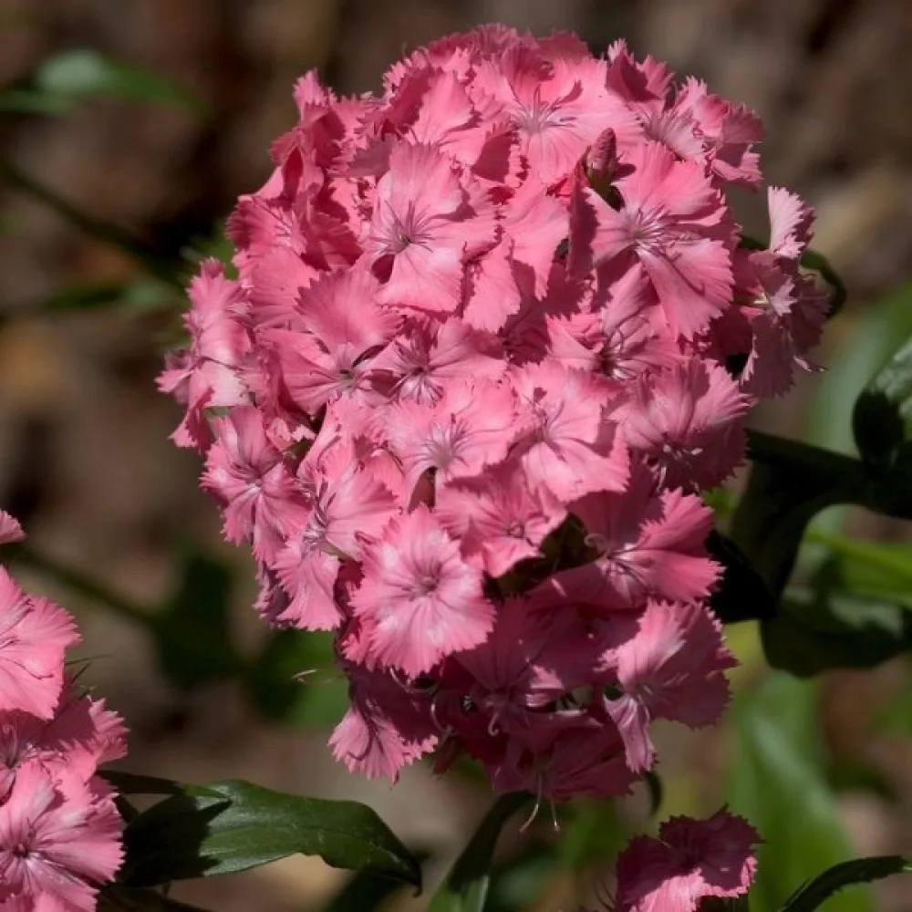Harjaneilikka 'Newport Pink' – vaaleanpunainen