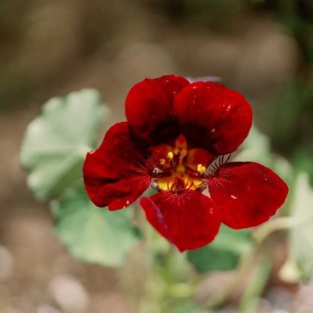 Köynnöskrassi 'Tip-Top Scarlet'